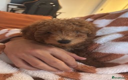 Toy Poodle dogs for sale: Gorgeous toy poodle looking for forever home - Image 2