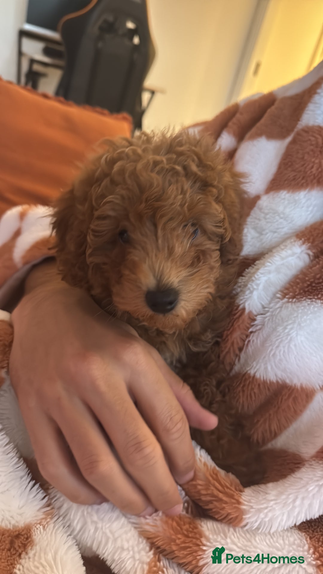 Toy Poodle dogs for sale: Gorgeous toy poodle looking for forever home - Image 2