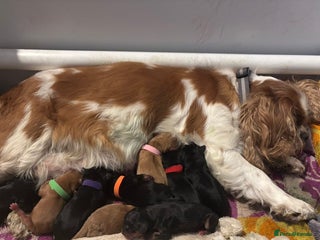 Cavalier King Charles Spaniel dogs 9 stunning KC registered King Charles spaniel - Advert 7