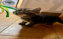 European cats for sale: Kitten for sale male  - Image 4