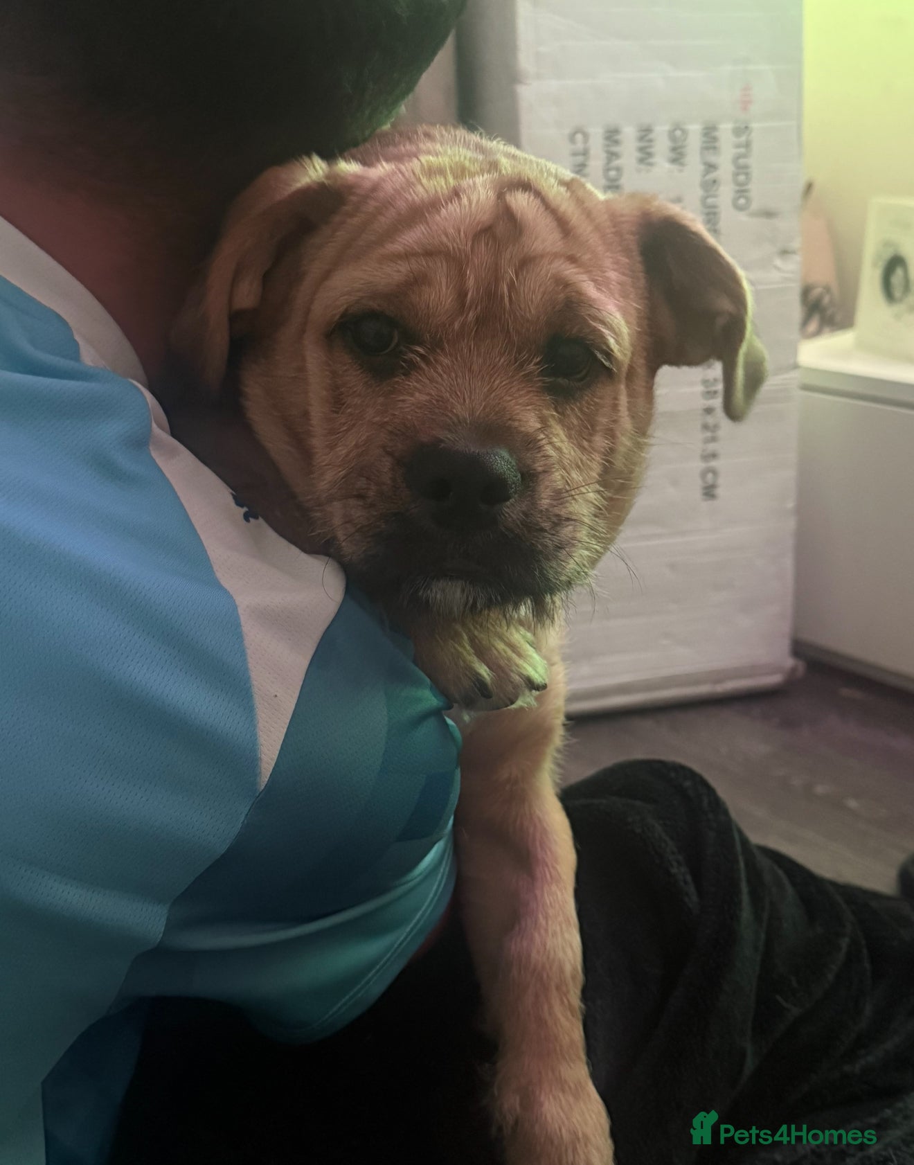 Mixed Breed dogs Rehoming our lovely pocket bully cross - Advert 2