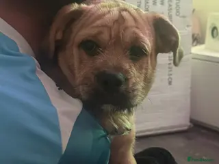 Mixed Breed dogs Rehoming our lovely pocket bully cross - Advert 6