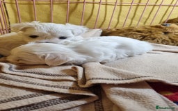 Maltese dogs for sale: Maltese pure breed 3xBoys ready on 14 December  - Advert 9