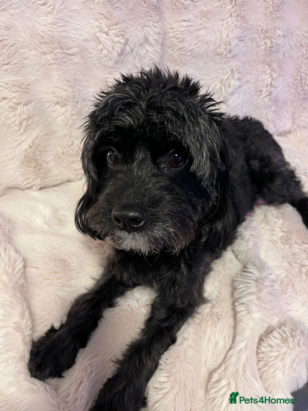 Cavapoo dogs for sale: Beautiful F1B REVERSE Cavapoos - Advert 3