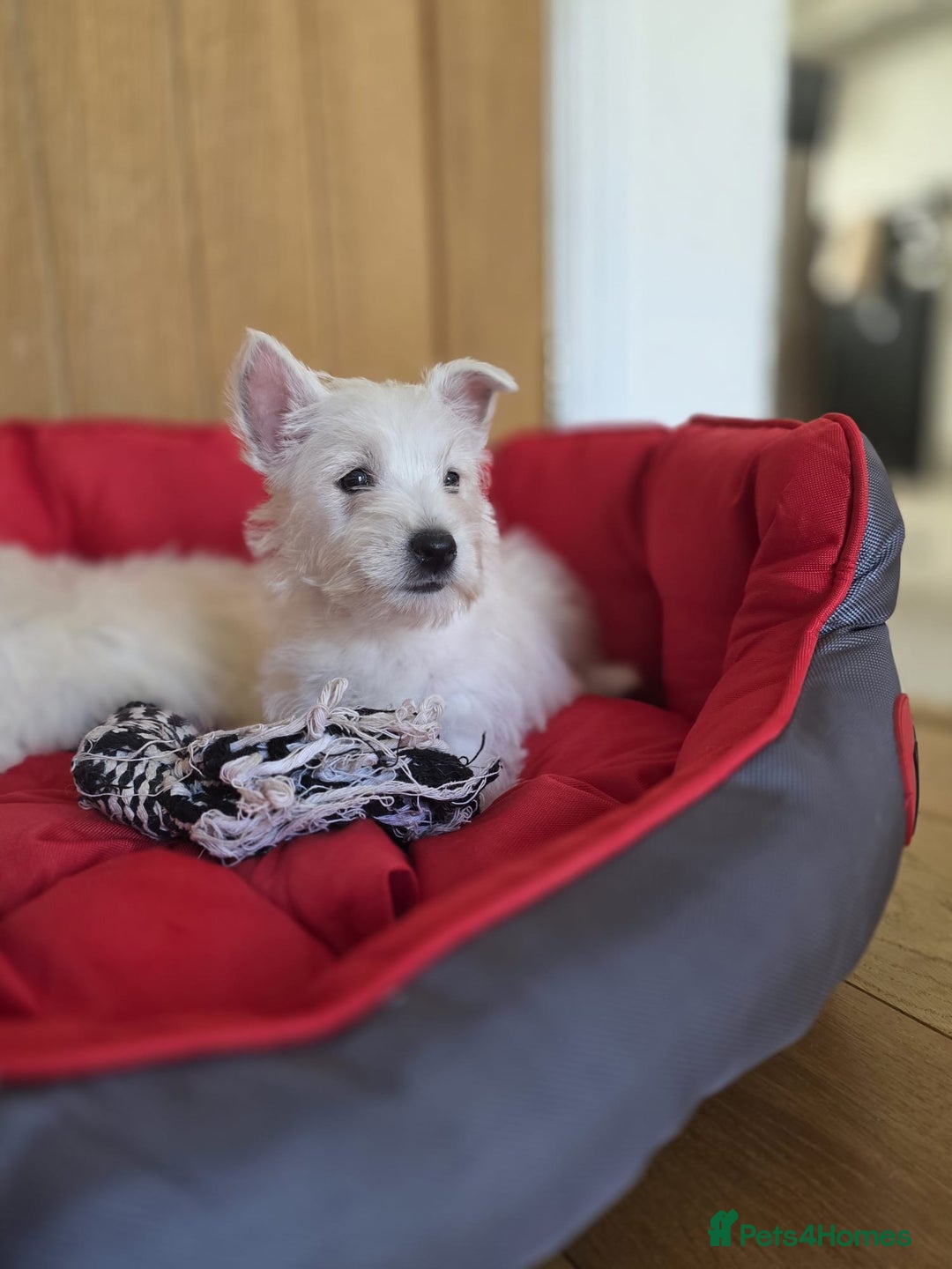 West Highland Terrier dogs for sale: 2 Female West Highlands Puppies - Image 4