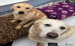Golden Retriever dogs for sale: Golden Retriever girl - Advert 4
