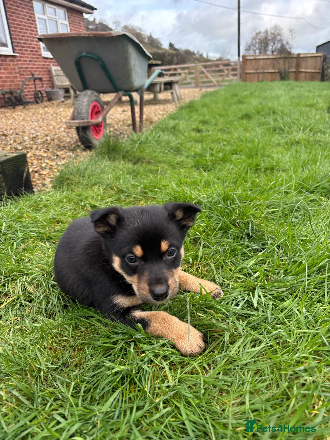 Mixed Breed dogs for sale: Puppies, Australian kelpie cross blue Merle  - Advert 2