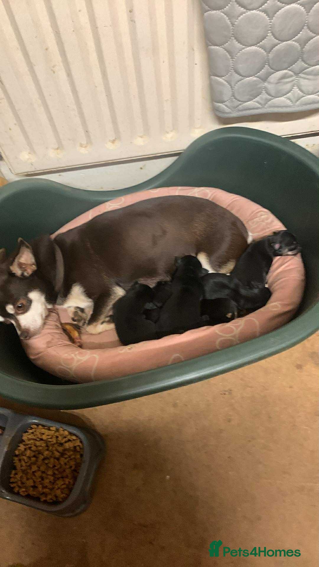 Mixed Breed dogs 🐶 Adorable Miniature Pinscher×Chihuahua Puppies - Advert 7