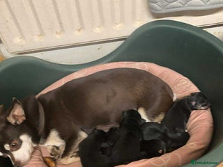 Mixed Breed dogs 🐶 Adorable Miniature Pinscher×Chihuahua Puppies - Advert 1