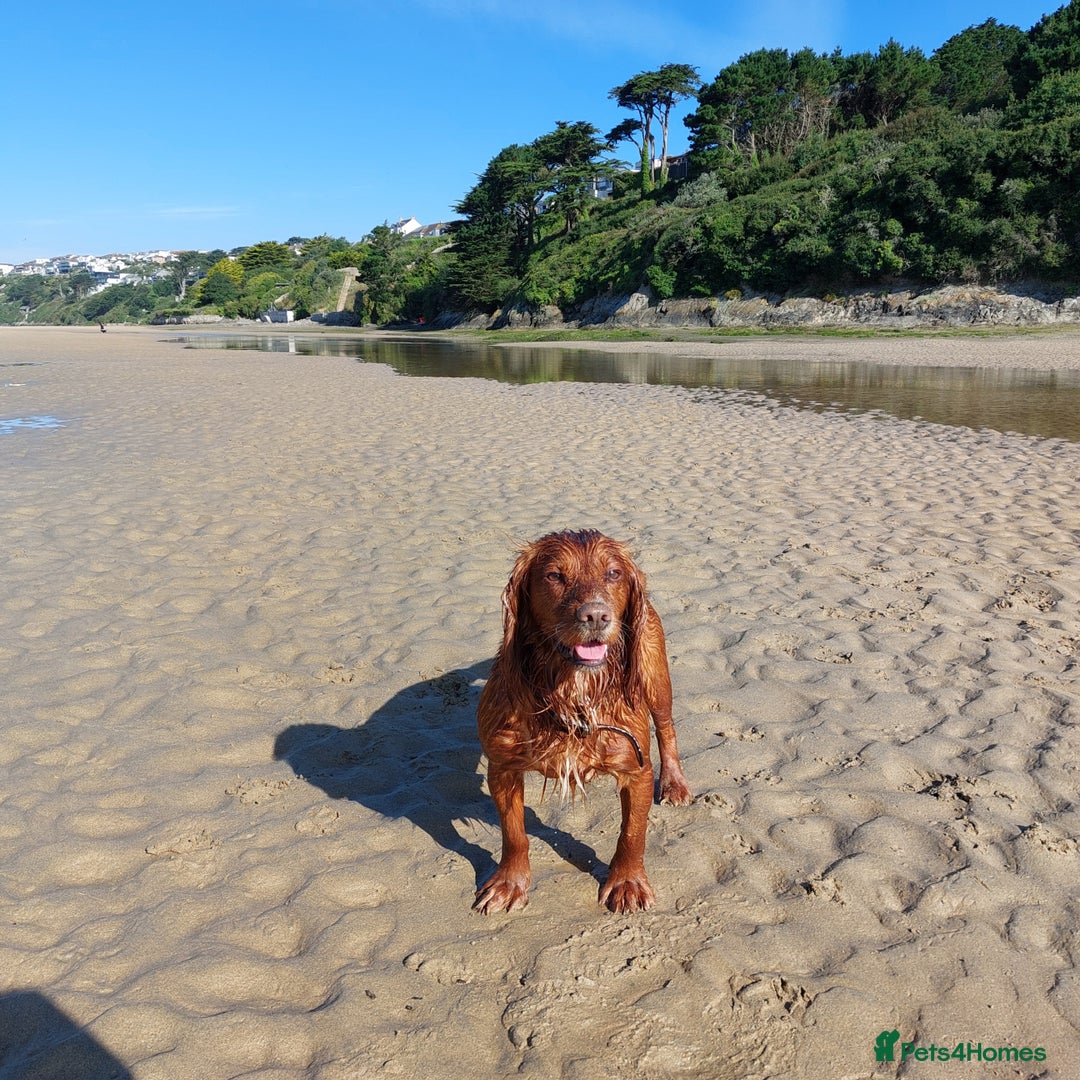 Cocker Spaniel dogs for stud: Pedigree stud   in Gloucester - Image 6
