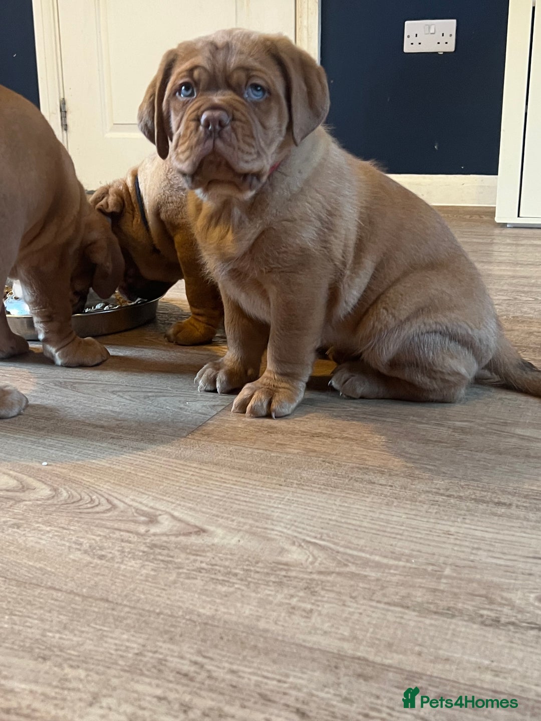 Dogue De Bordeaux dogs for sale: Beautiful KC Dogue De Bordeaux Puppies - Advert 18