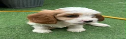 Cavapoo dogs for sale: Beautiful Cavapoo Puppies  - Advert 15