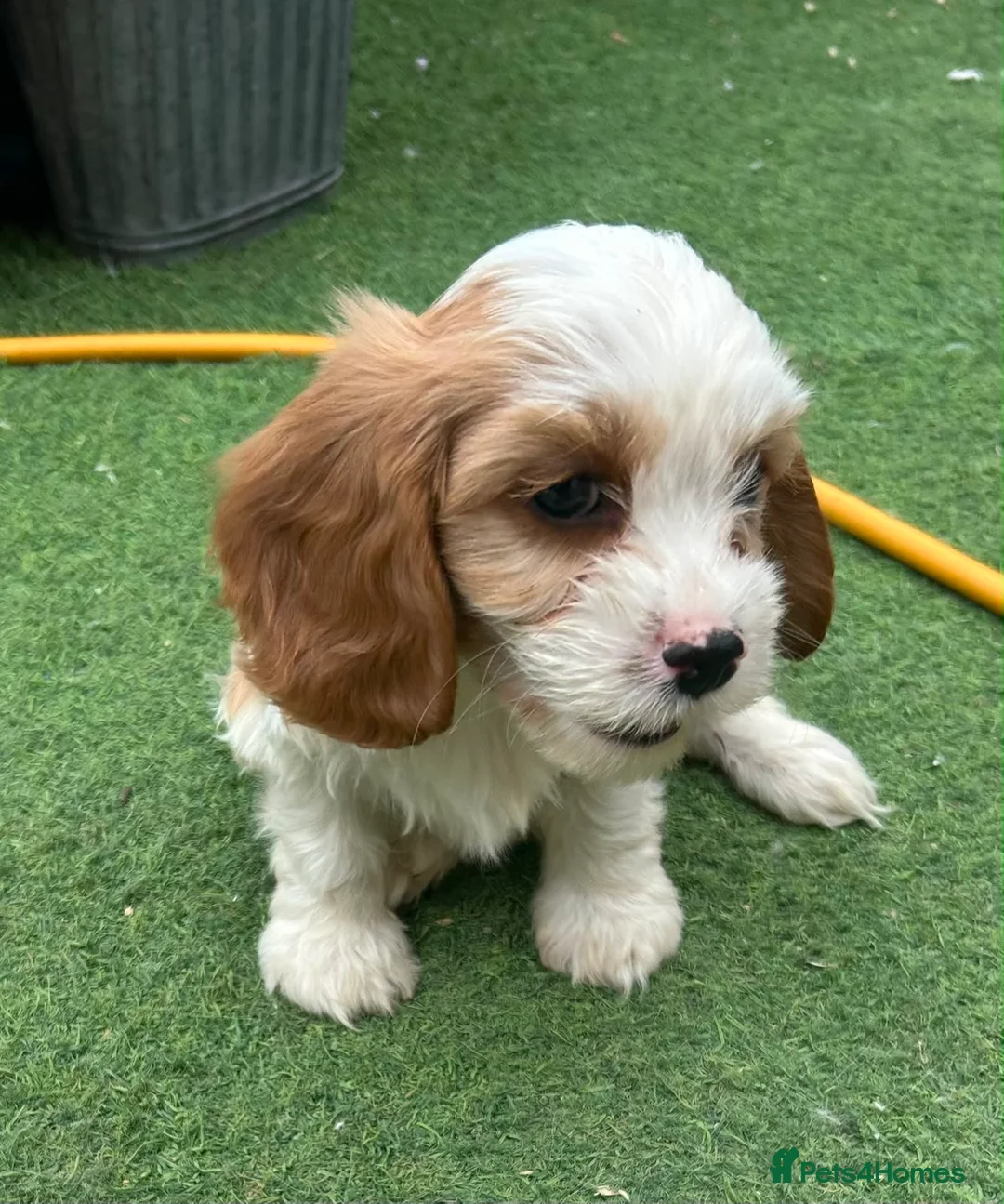 Cavapoo dogs for sale: Beautiful Cavapoo Puppies  - Advert 15