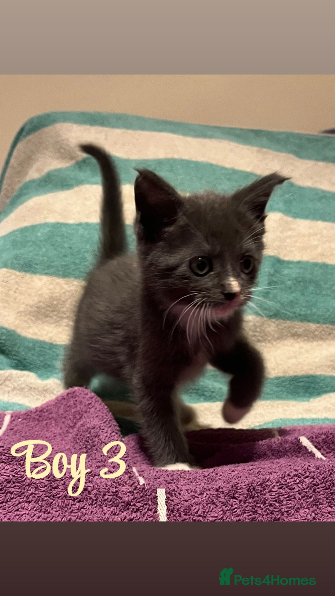 Mixed Breed cats for sale: MAINECOON X KITTENS FOR SALE 🩵🩷 - Advert 16