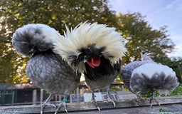 Chickens poultry for sale: Poland bantam breeding trios available - Image 3