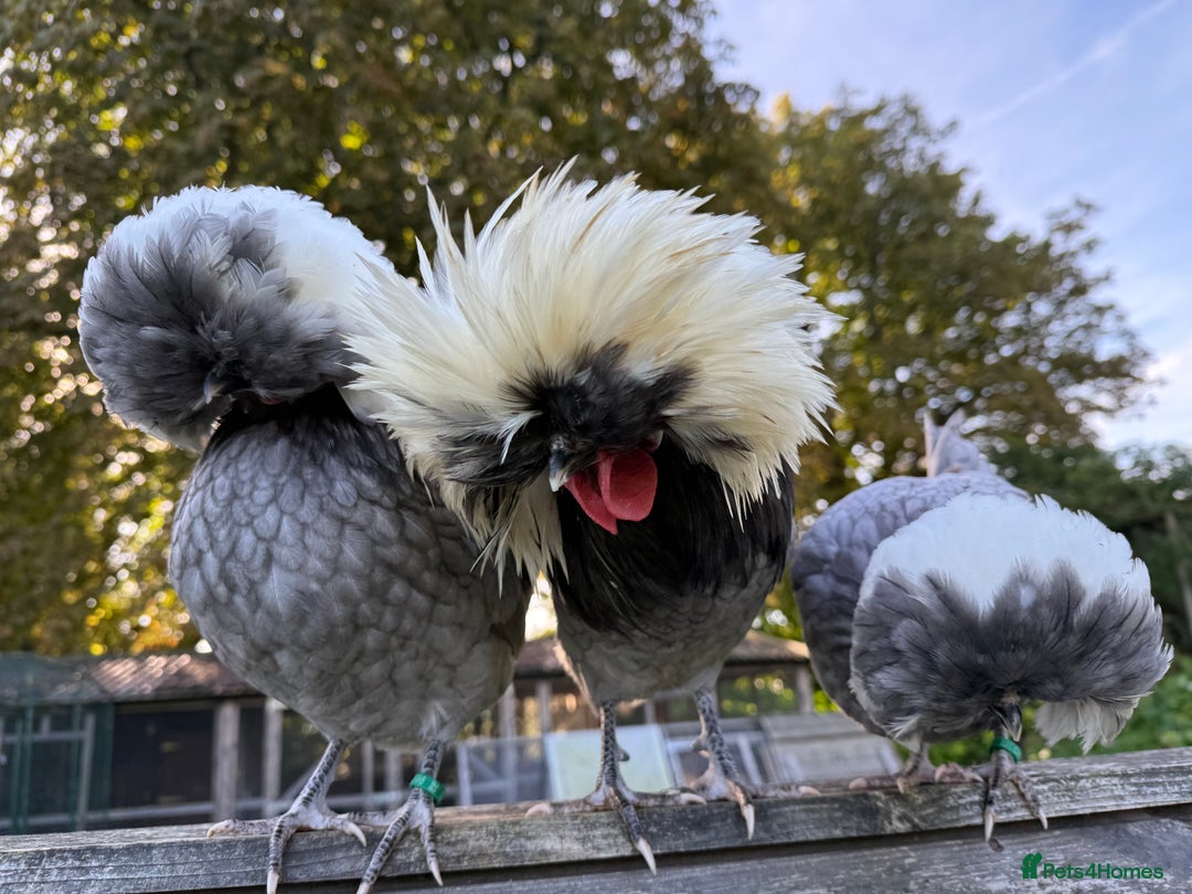 Chickens poultry for sale: Poland bantam breeding trios available - Image 3