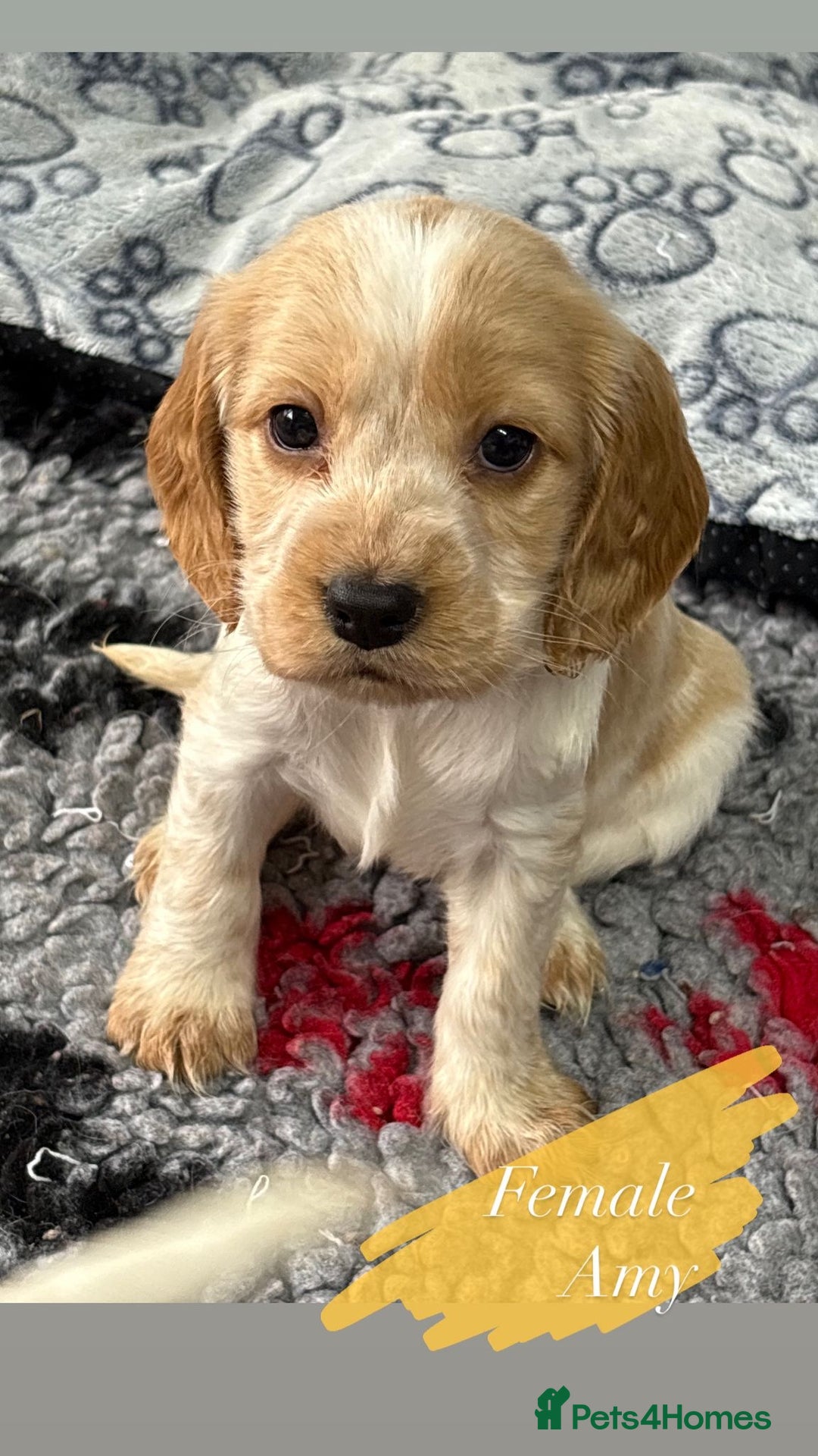 Cocker Spaniel dogs for sale: KC registered English cocker spaniels - Advert 7