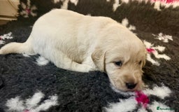 Goldador dogs for sale: 10x Family reared gorgeous Goldador Puppies - Image 8