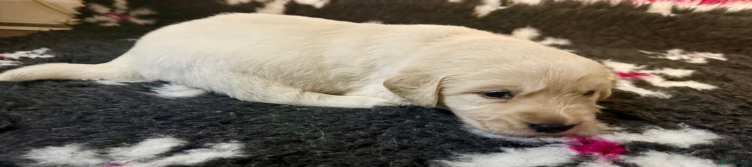 Goldador Puppy 6 (Beige Collar) 