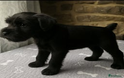 Miniature Schnauzer dogs for sale: Stunning Mini schnauzers kc reg puppies - Image 1