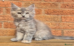 Maine Coon cats for sale: Beautiful Maine Coon kittens - Image 25
