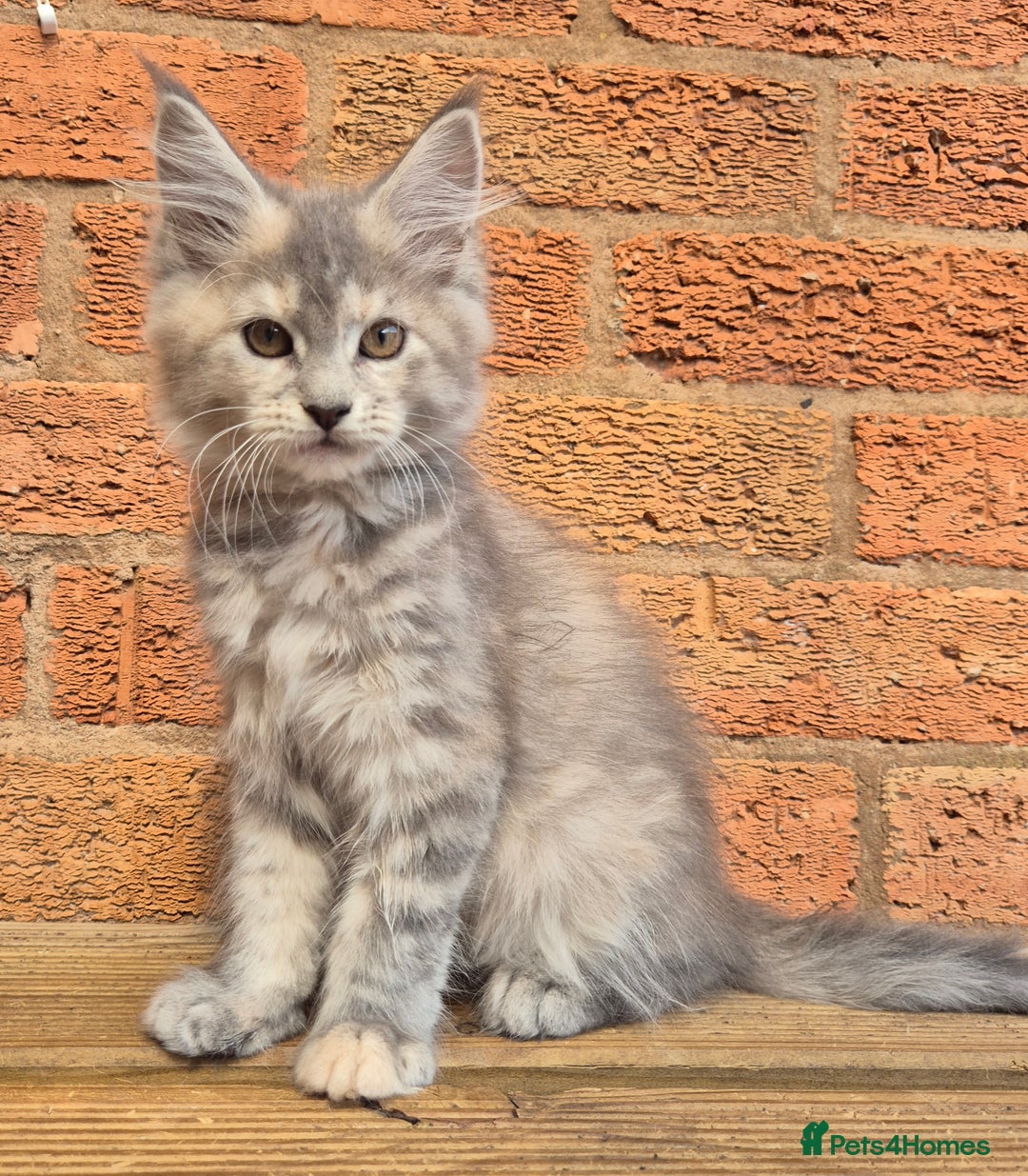 Maine Coon cats for sale: Beautiful Maine Coon kittens - Image 25