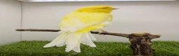 Canaries birds for sale: Persian and Lancashire canary’s  - Advert 8