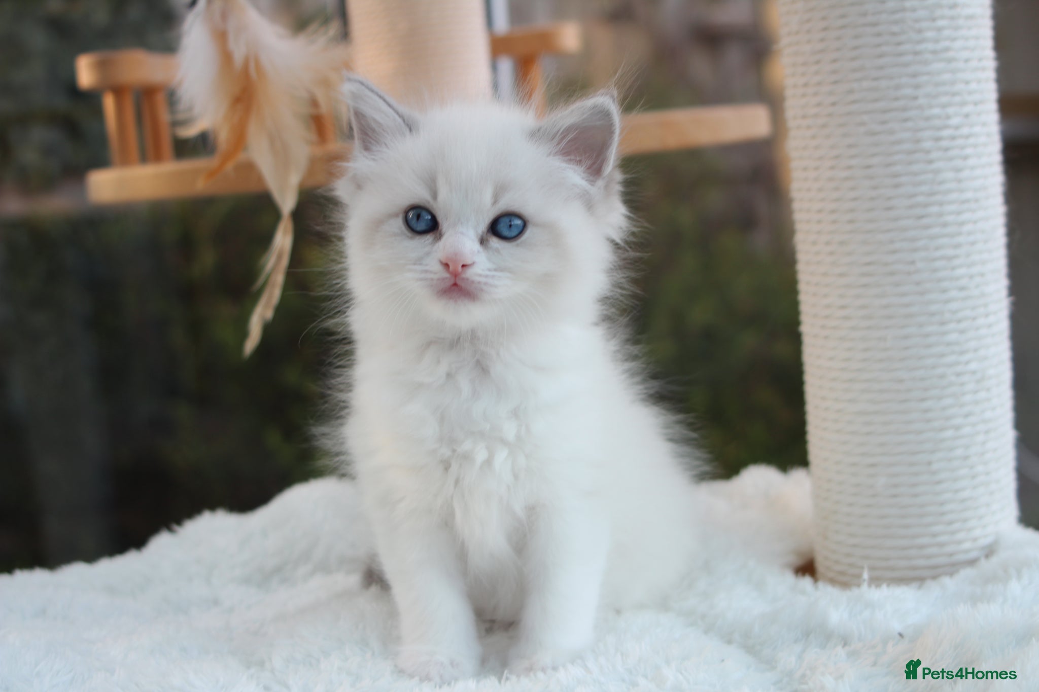 Ragdoll cats Adorable TICA Ragdoll/Cherubim Kittens  - Advert 7