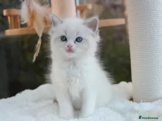 Ragdoll cats Adorable TICA Ragdoll/Cherubim Kittens - Advert 7