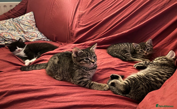 Mixed Breed cats - Advert 12