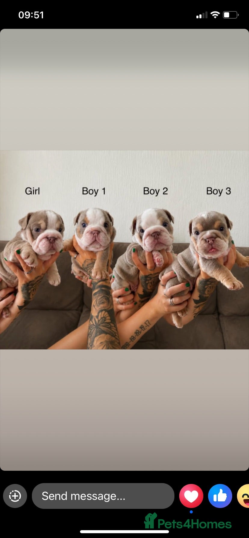 English Bulldog dogs KC registered English bulldog puppies  - Advert 2
