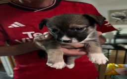 Mixed Breed dogs for sale: Siberian Husky X Staff/Lhasa Apso. Only 2 left!!  - Image 36