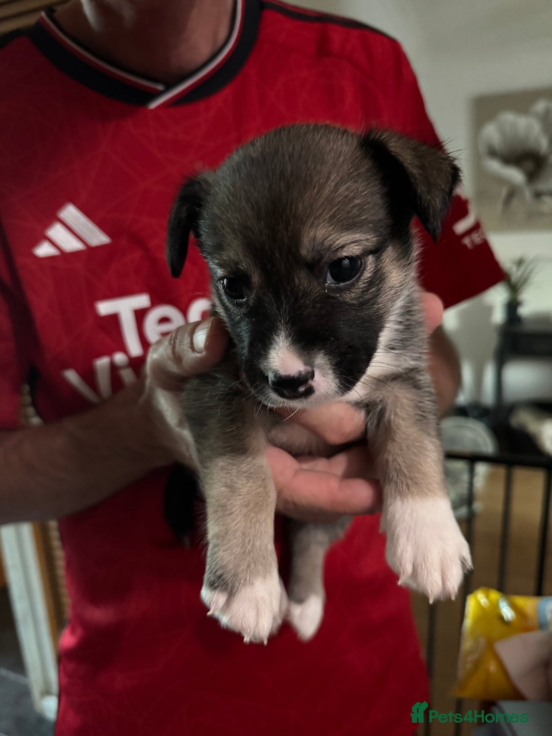 Mixed Breed dogs for sale: Siberian Husky X Staff/Lhasa Apso. Only 2 left!!  - Image 36