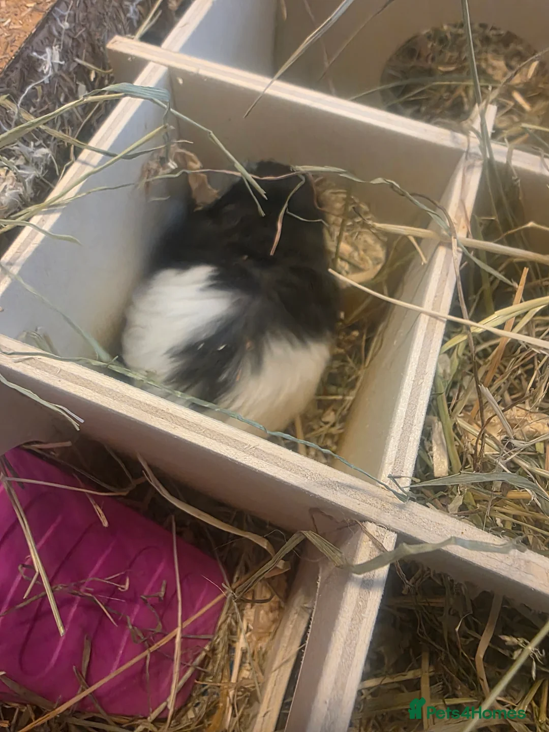 Hamster rodents for sale: Hamster with cages and accessories  - Advert 5