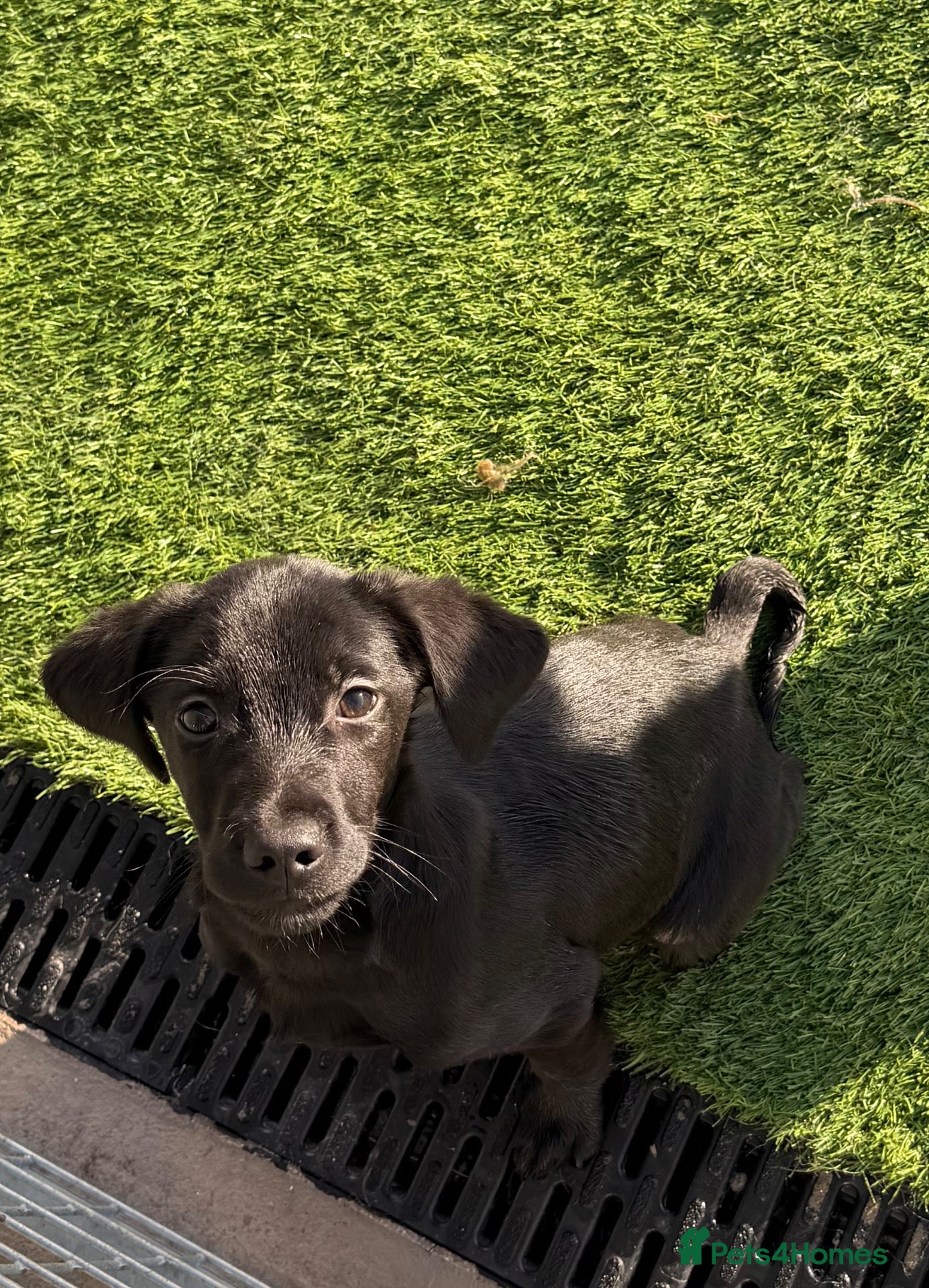 Springador dogs for sale: Springador Male pups - Advert 7