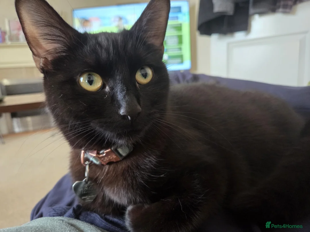Mixed Breed cats for sale: Black kittens in Nuneaton - Advert 1