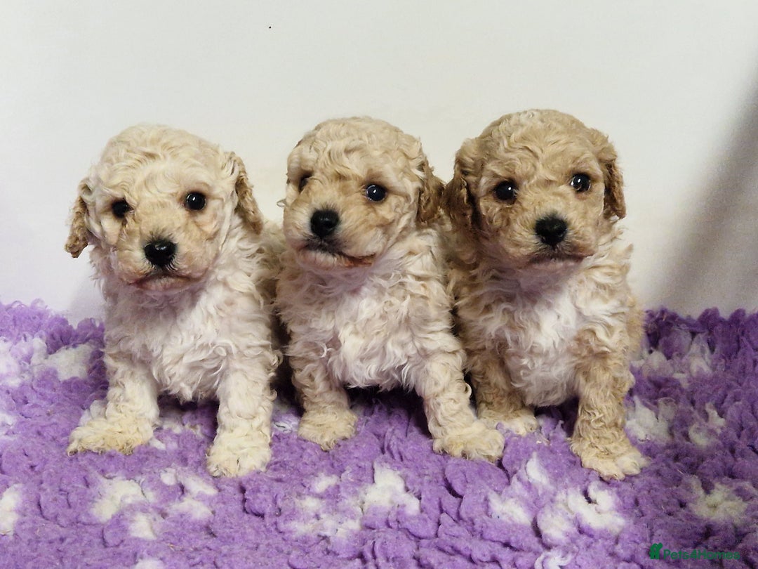 Poochon dogs for sale: 💥STUNNING H/TESTED F1 POOCHON PUPPIES FOR SALE💥 - Image 12