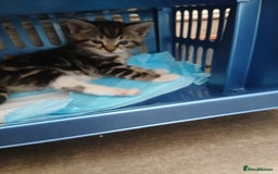 Mixed Breed cats for sale: Kittens for sale - Image 3