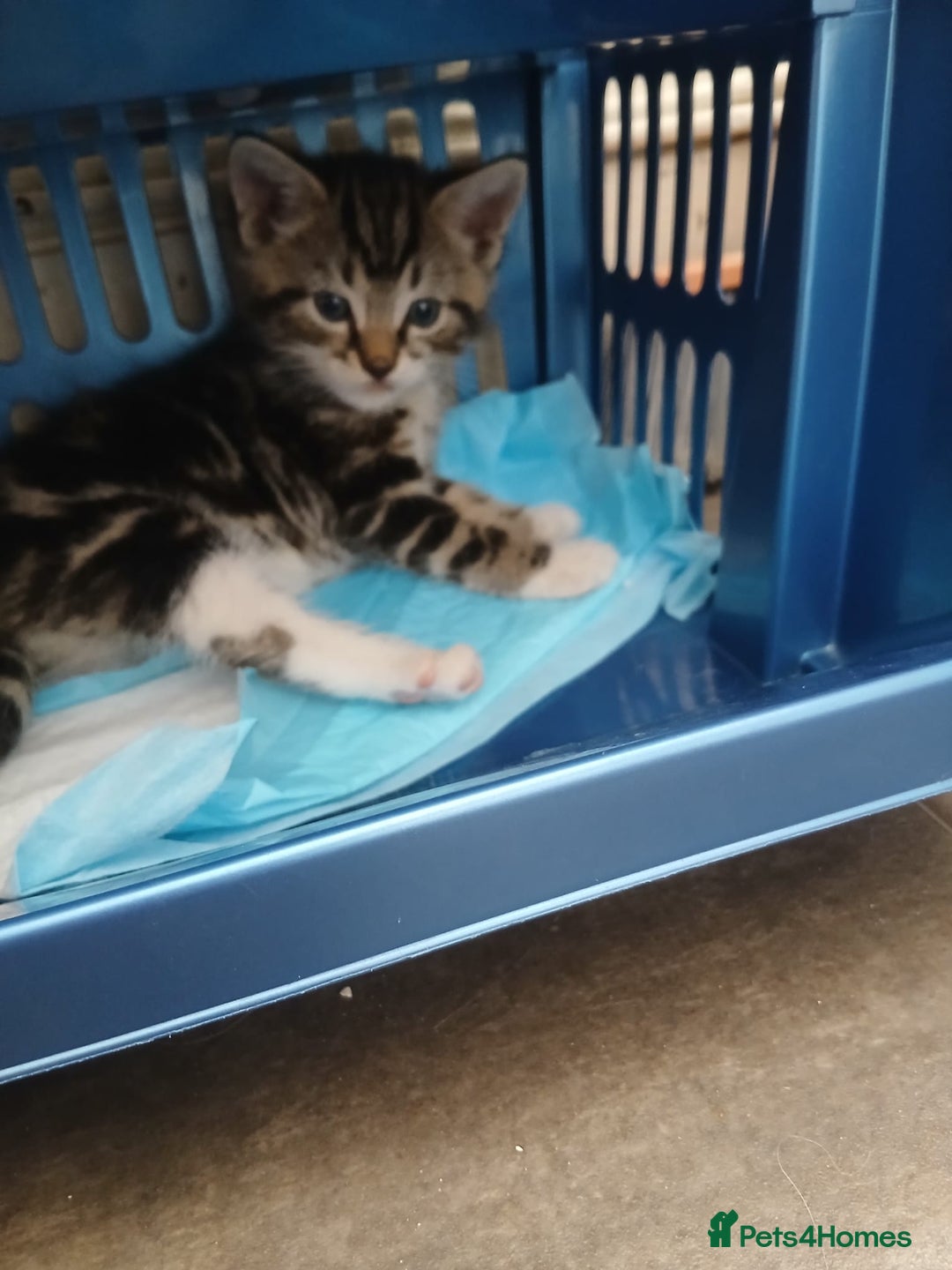 Mixed Breed cats for sale: Kittens for sale - Image 3
