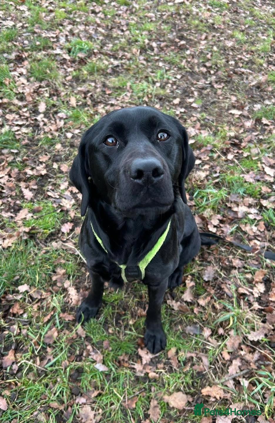 Labrador Retriever dogs Puppies have arrived at Westfena 🐾 Labradors   - Advert 2