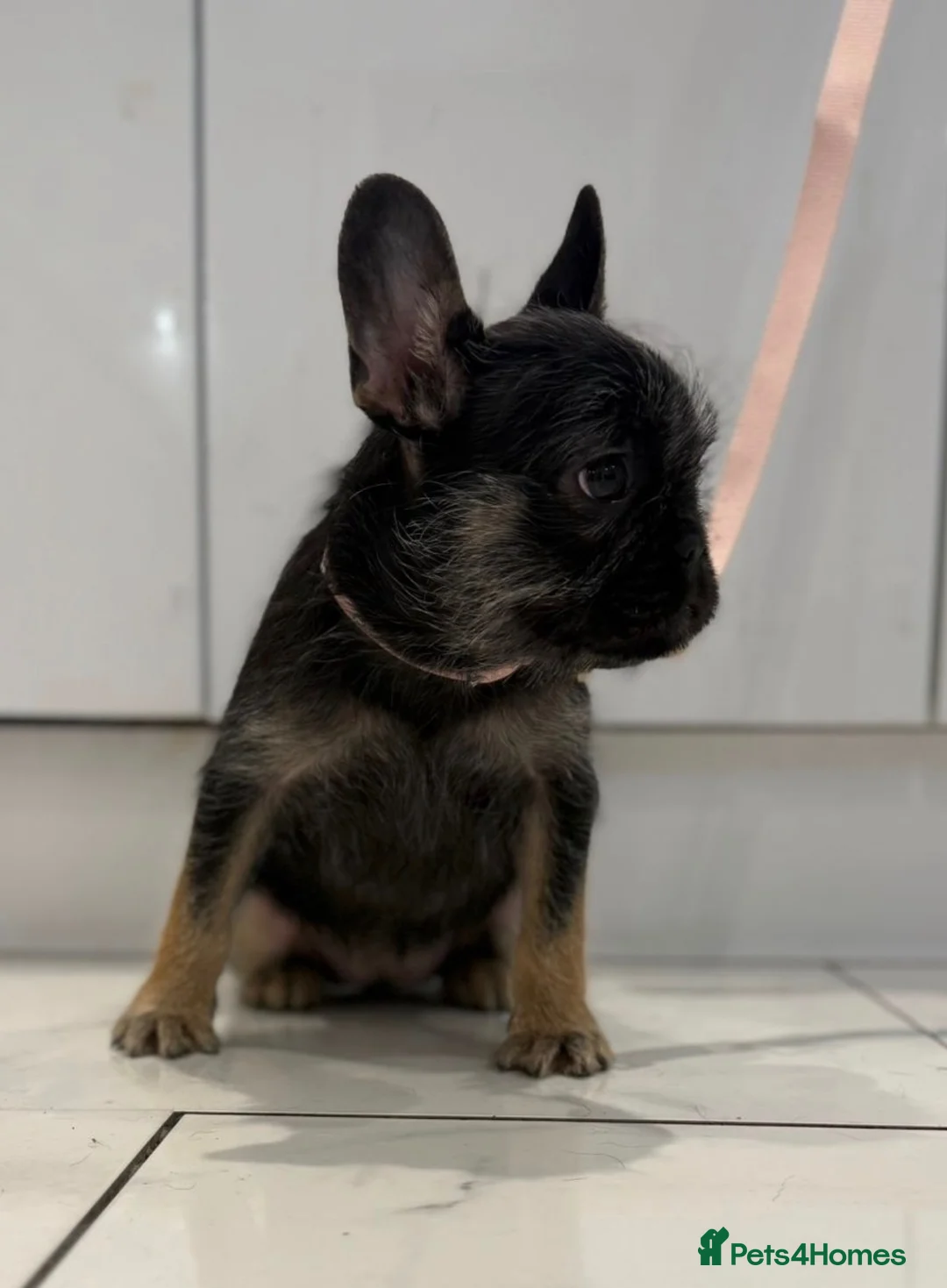 French Bulldog dogs for sale: Black & Tan girl-ready to leave double vaccinated - Advert 2
