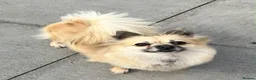 Pomchi dogs for sale: Beautiful pomchi female  - Advert 5