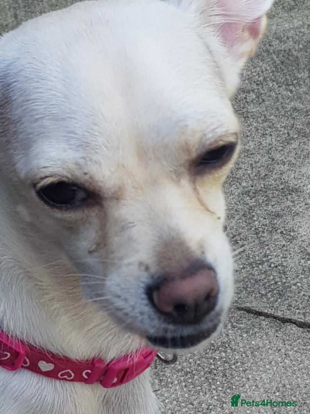 Chihuahua dogs for sale: Nova, Chihuahua - Advert 6