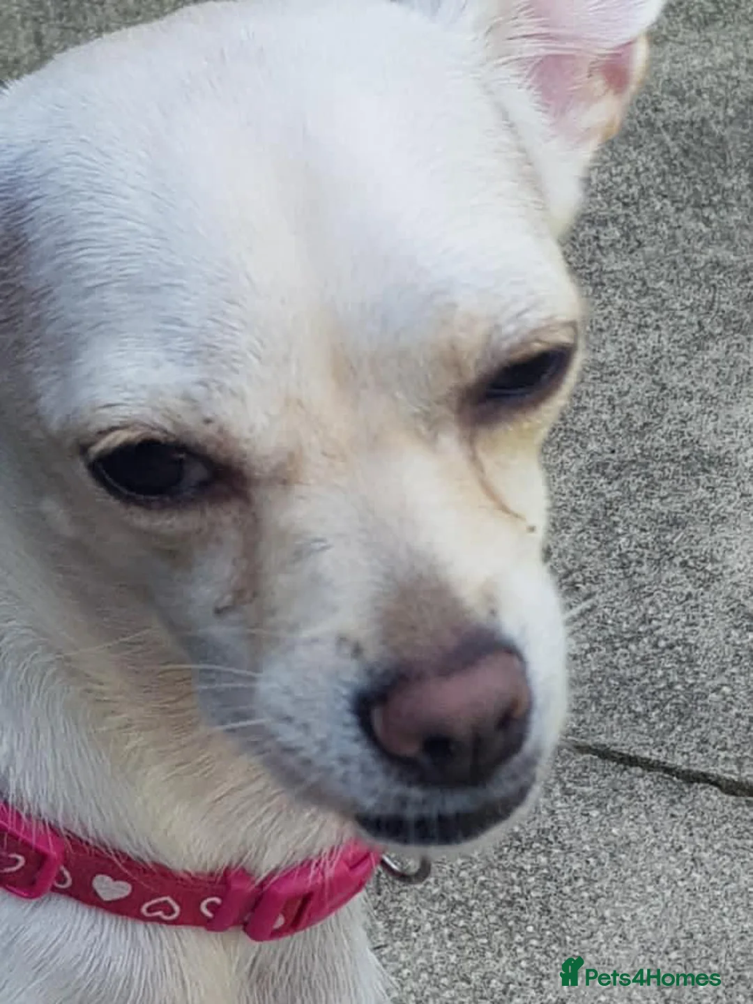 Chihuahua dogs for sale: Nova, Chihuahua - Advert 6