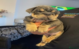 English Bulldog dogs for sale: 10 Top quality English bulldog puppies for sale  - Image 9
