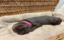 Cocker Spaniel dogs for sale: Beautiful working Cocker Spaniel puppies - Image 6