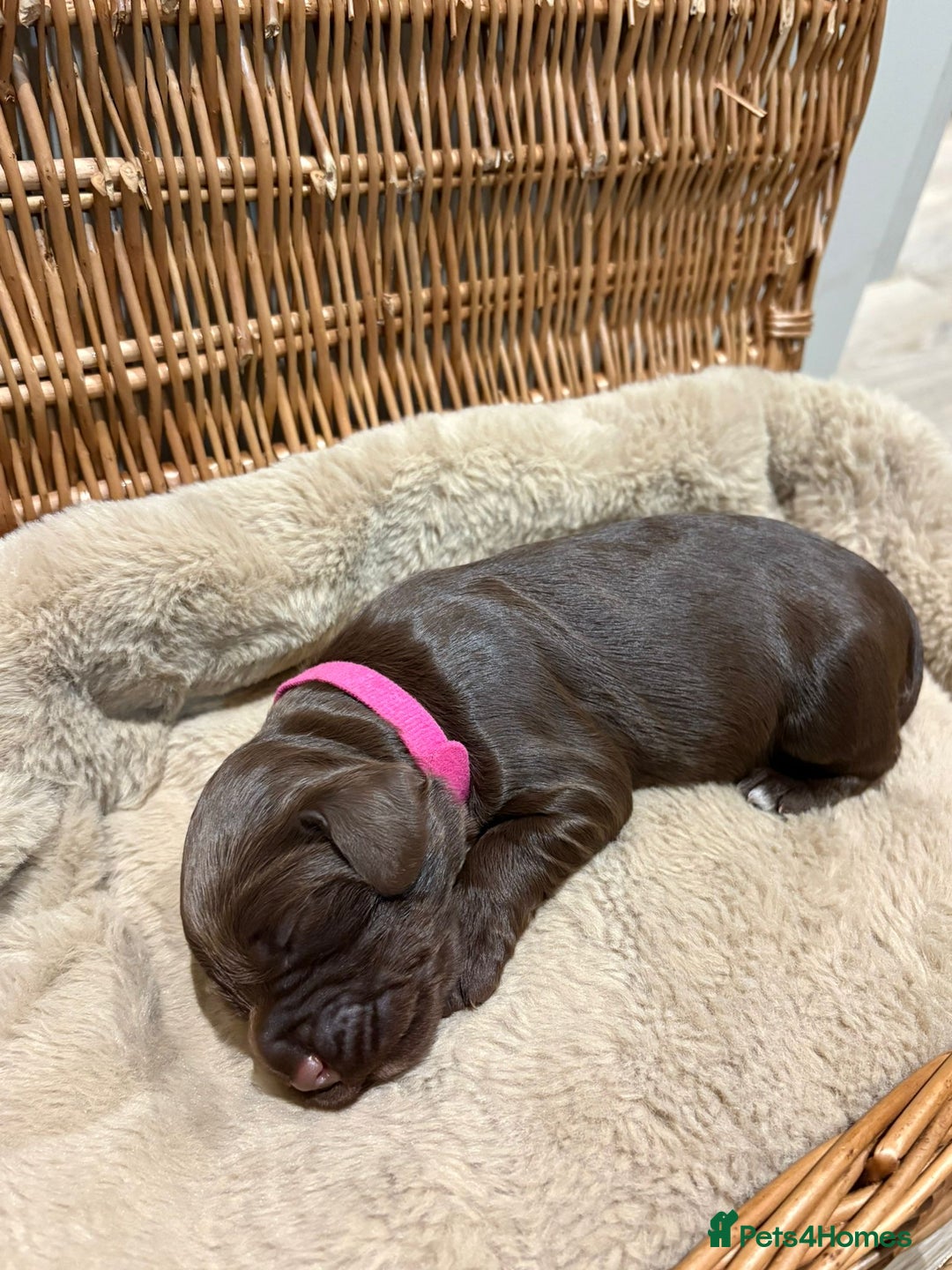 Cocker Spaniel dogs for sale: Beautiful working Cocker Spaniel puppies - Image 6