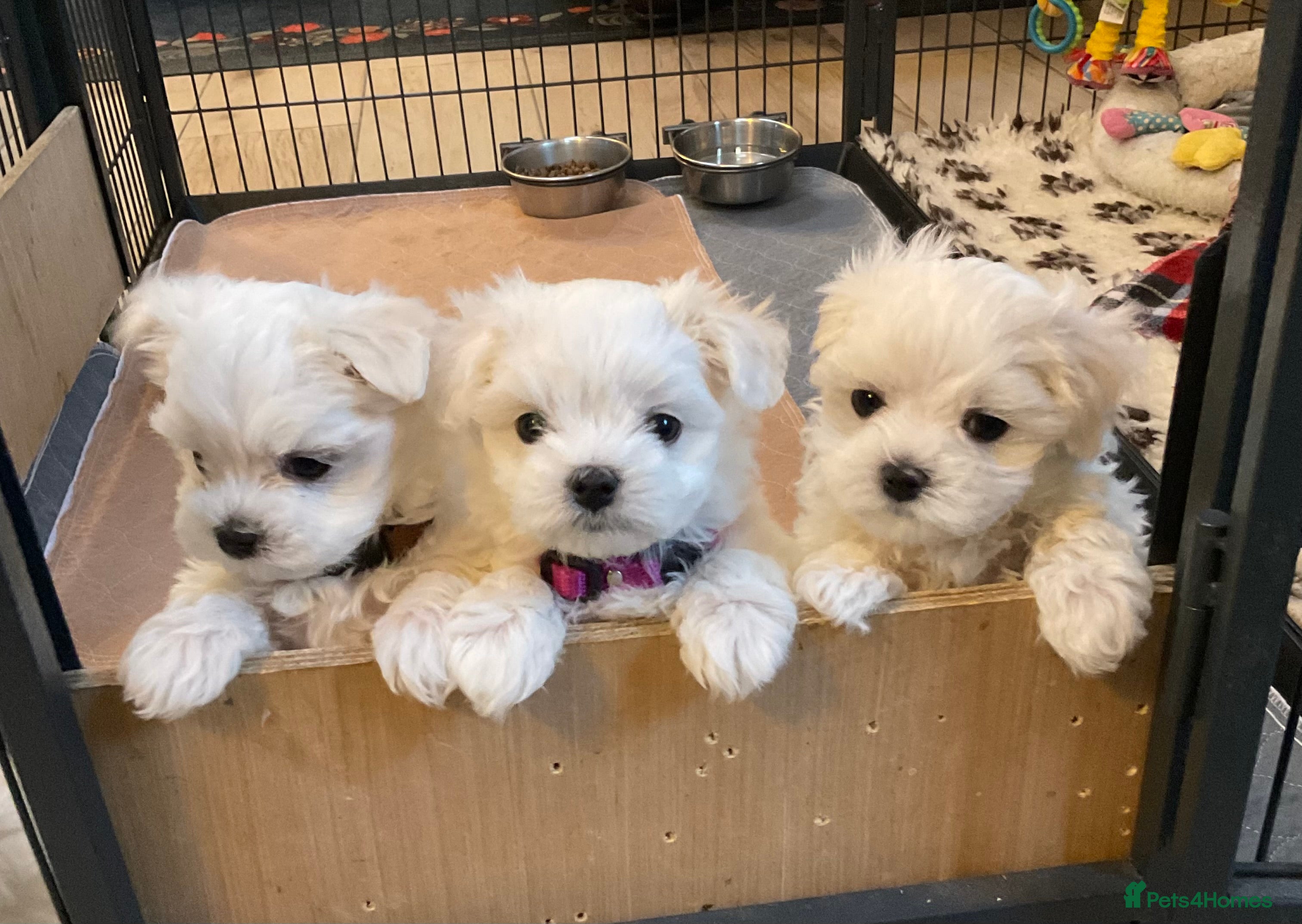 Maltese dogs Maltese puppies Kc registered  - Advert 6