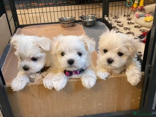Maltese dogs Maltese puppies Kc registered - Advert 5