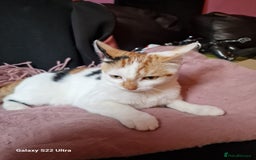 Mixed Breed cats for sale: Kitten - Image 13